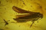 Two Large Fossil Caddisflies (Trichoptera) In Baltic Amber #142209-2